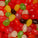 16 oz. Assorted Pectin Jelly Bean
